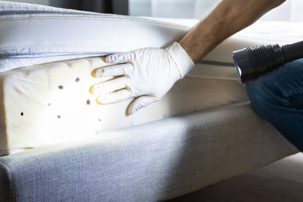 Best Residential Pest Control  in Lorado City, CO