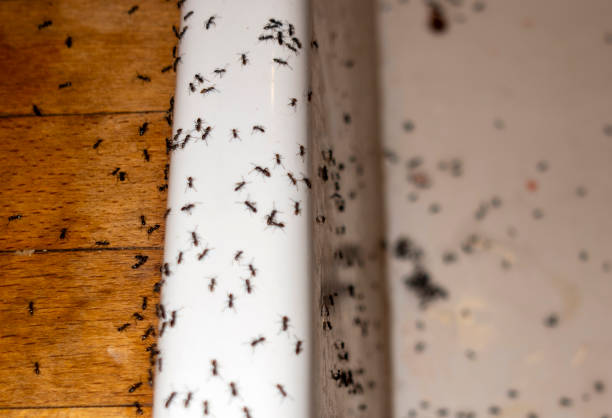 Wasp Removal Services in Colorado City, CO